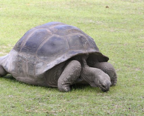 Schildkröte auf Curies
