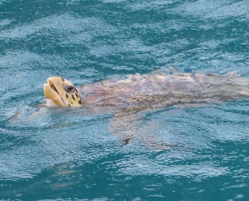 Schildkröte BVI