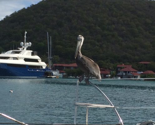 Pelican on board