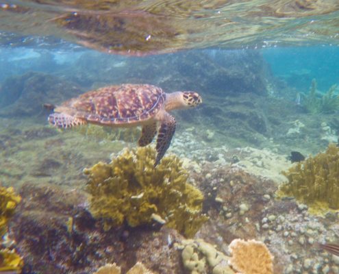 Schildkröte Unterwasser